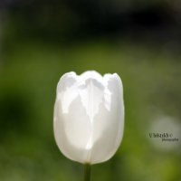 white tulip :: Василий Толстых