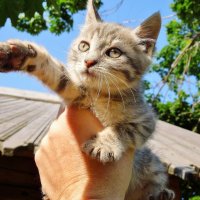 Кошки - это цветы жизни ! :: Игорь Абрамов