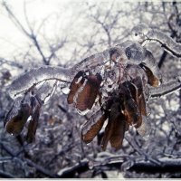 Причуды зимы :: Светлана Андреева