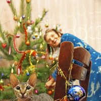 Первый новый год для кошки Клеопатры :: Евгений Гудименко