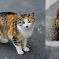 Мама трёх котяткОФ :: Таня Харитонова