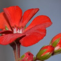 flower :: Андрей Лободин