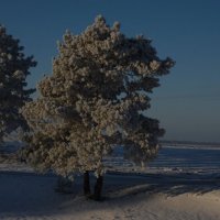 зима :: Гузель Асянова