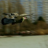 TopGun :: Александр Барышев