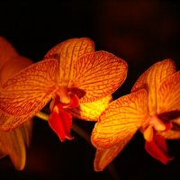 Фестиваль орхидей :: Юрий Ковалев