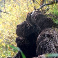 ЛЕСНАЯ СЕМЕЙКА :: Юрий Вовк