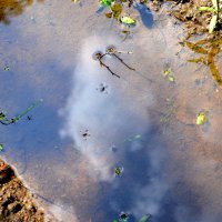 Отражение с водомерами. :: Светлана Никольская