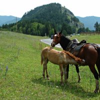 Лошадь с жеребенком! :: Оксана Яремчук