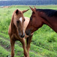 heavenly horses :: Nata Potapova