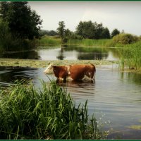 Водопой :: Ольга Кривых