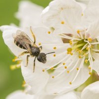 Пчелка :: Богдан Петренко