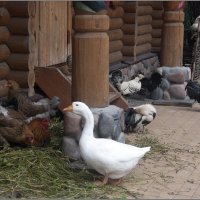 Птичий двор *** Тhe poultry yard :: Александр Борисов