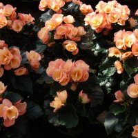 Begonia ×hiemalis Fotsch :: laana laadas