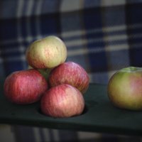 Первые яблоки :: Николай Малявко