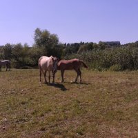 лошадь и ее жеребенок :: Юлия Закопайло