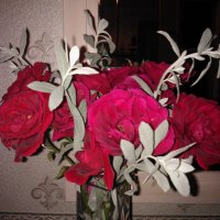 Мои розы. :: Ольга 