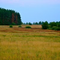 Летний вечер за городом. :: Елена Солнечная