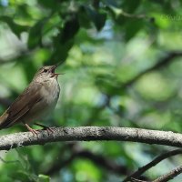 Речной сверчок - Locustella fluviatilis :: Евгений 