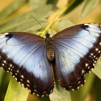 В саду живых тропических бабочек :: Юрий Таратынов