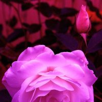 Neon Rose :: muh5257 