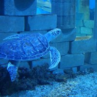 Морская черепаха :: Ксения Новикова