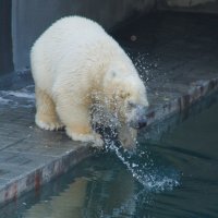 Мам, я купаться хочу, а вода холодная! :: Константин Селедков