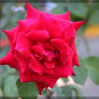 Просто роза :: Гена Белоногов 