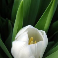 Тюльпан белый :: laana laadas