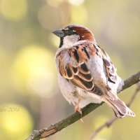 Домовый воробей - Passer domesticus :: Евгений 