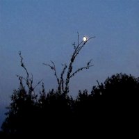 Луна - ночная птица... :: Фома Антонов
