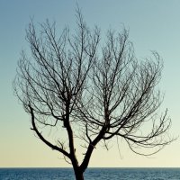 Дерево на пляже :: Вениамин Гордус
