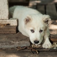 Бэйба. :: Екатерина Васильева