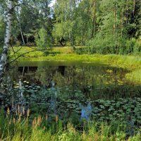 Озеро в лесу :: Владимир Дементьев