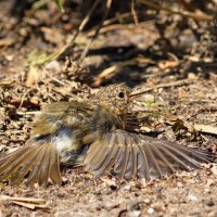 Загорающая зарянка - Erithacus rubecula :: Евгений 