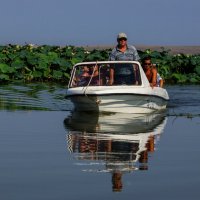 Экскурсия в лиман к лотосам :: Андрей Печерский 