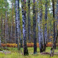 Осеняет :: Елена Солнечная