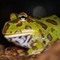 Рогатка украшенная - Ceratophrys ornata :: Евгений 