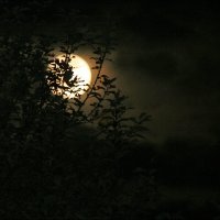 Лунная ночь :: Виктор Крейдер