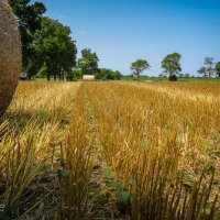 The Field :: Andy Zav