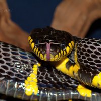 Мангровая змея обыкновенная - Boiga dendrophila :: Евгений 