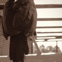 Eagle :: Roman GreenBear