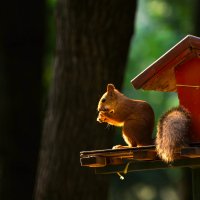 "А орешки не простые, все скорлупки золотые" :: Евгений 