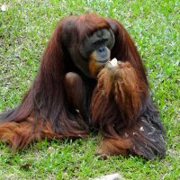 Орангутан и булка :: Елена Шемякина