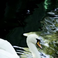 a beautiful Swan :: Ольга Андриенко