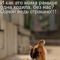мама кошка :: Юрий Тарасов