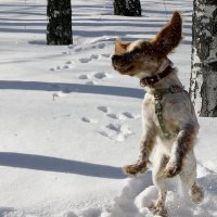 И  ухи  пО ветру....!!!) :: Валерия  Полещикова 