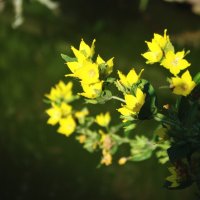 Желтые цветы :: Любовь Синица