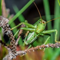 grasshopper :: Аркадий Алямовский