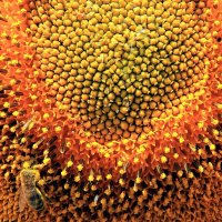 Пчелиное эльдорадо :: Тамара 