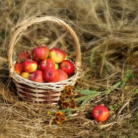 Лето, яблоки, август... :: Ирина Виниченко